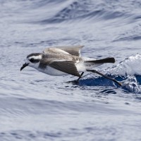 White-faced Storm Petrel